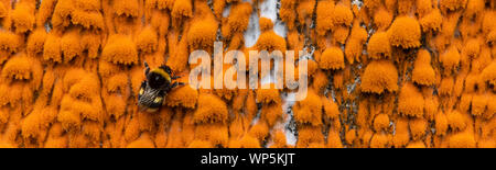 Buff-tailed Hummel (Bombus terrestris) auf bunten orange Flechten ruhende (xanthoria) Verschmutzung overgrowing Ruinen und verlassenen Gebäuden in S Stockfoto