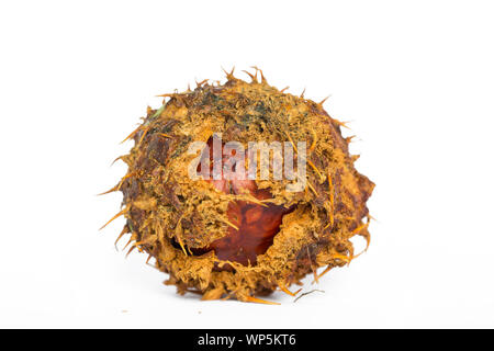 Obst von Bäumen im Herbst Stockfoto