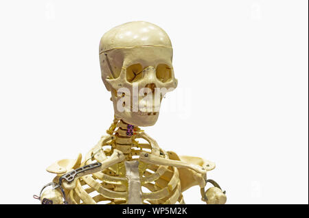 Nahaufnahme des menschlichen Skeletts gegen den weißen Hintergrund mit Freistellungspfaden. Stockfoto