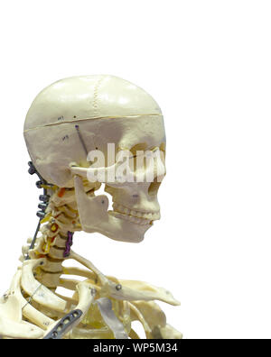 Nahaufnahme des menschlichen Skeletts gegen den weißen Hintergrund mit Freistellungspfaden. Stockfoto