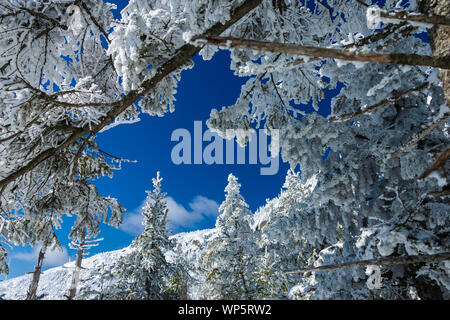 Schneebedeckte Bäume am Mount Mansfield, Stowe, Vermont, USA Stockfoto