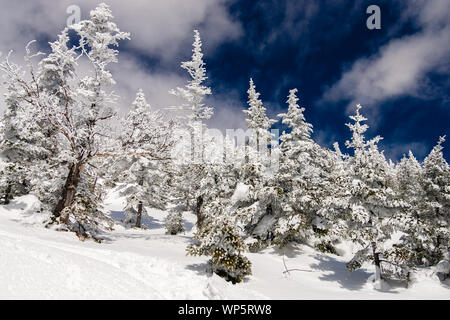 Schneebedeckte Bäume am Mount Mansfield, Stowe, Vermont, USA Stockfoto