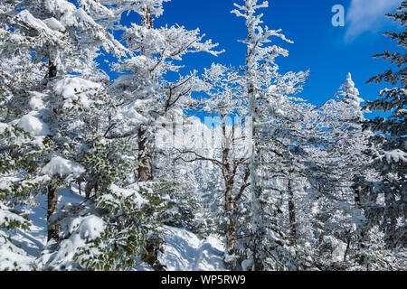 Schneebedeckte Bäume am Mount Mansfield, Stowe, Vermont, USA Stockfoto