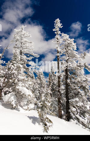 Schneebedeckte Bäume am Mount Mansfield, Stowe, Vermont, USA Stockfoto