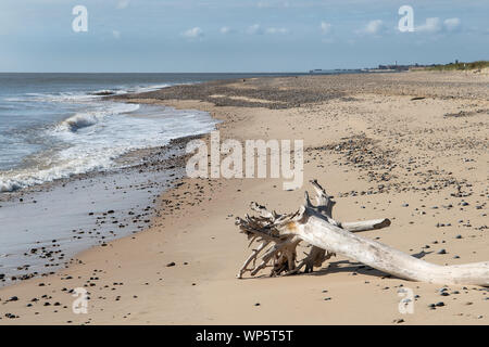 Treibholz am Strand bei Benacre, Suffolk Stockfoto