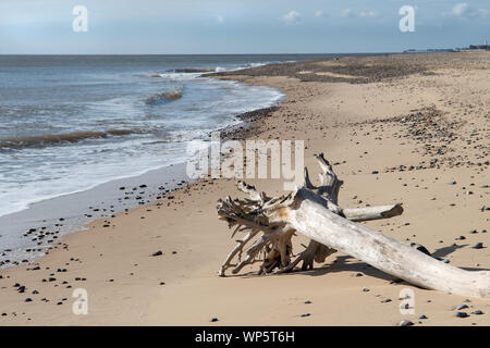 Treibholz am Strand bei Benacre, Suffolk Stockfoto