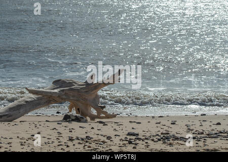 Treibholz am Strand bei Benacre, Suffolk Stockfoto