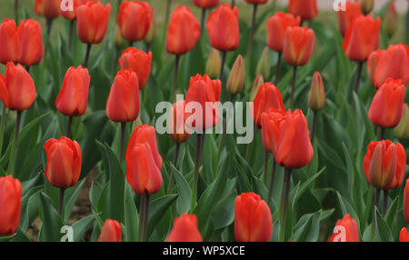 Ein Bett der Tulpen blühen in Mughal Gärten, die sich über eine Fläche von 15 Hektar und ist oft als die Seele der Präsidentschaftswahlen Pala dargestellt worden Stockfoto