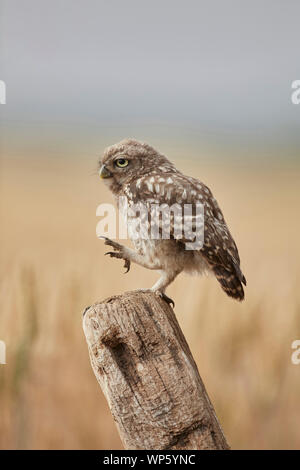 Kleine Eule Owlet, Athene noctua, Stehen auf einem Bein auf eine Post, East Yorkshire, England, UK. Eingeführt nach Großbritannien des 19. Jahrhunderts, teilweise tagaktiv. Stockfoto