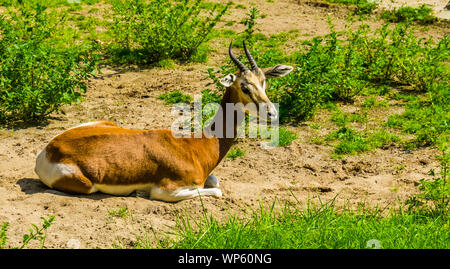 Nahaufnahme eines mhorr Gazelle auf dem Boden sitzend, kritisch bedrohte Antilope specie aus der Wüste von Afrika Stockfoto