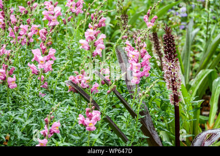 Ananaslilie Eucomis comosa 'Sparkling Rosy', Pink Snapdragons Blumenbeet Garten im Juli Stockfoto