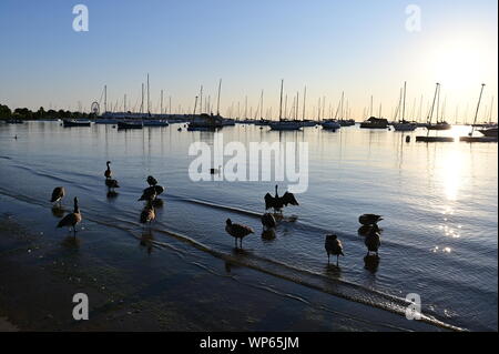 Chicago, Illinois - 08-09-19 Yachten in Monroe Harbor verankert am Lake Michigan an ruhigen wolkenlosen frühen Sommermorgen. Stockfoto