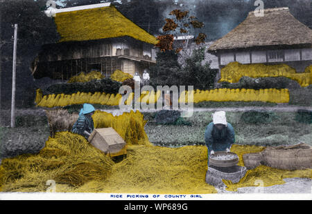 [1920s Japan - Japanische Reis der Ernte] - zwei Frauen in der yukata Arbeiten an der Reisernte. Diese Postkarte ist aus einer Serie über die japanische Landwirtschaft, Landwirt das Leben in Japan. 20. jahrhundert alte Ansichtskarte. Stockfoto