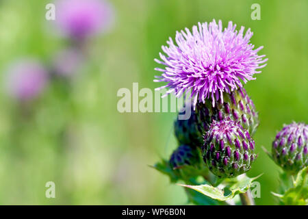 Creeping Thistle (Cirsium arvense), der eine einzelne Blume mit Knospen. Stockfoto