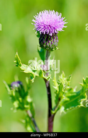 Creeping Thistle (Cirsium arvense), der eine einzelne Blume mit Knospen und Blätter. Stockfoto