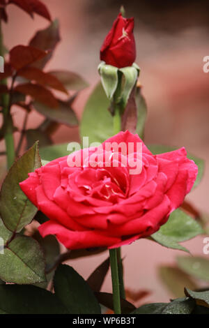 Rosa Mister Lincoln Hybrid Tea Rose Aussergewohnlich Duftende Stockfotografie Alamy