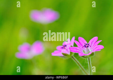 Dovesfoot Cranesbill (Geranium molle), in der Nähe von ein paar Blumen mit sehr geringer Tiefenschärfe. Stockfoto