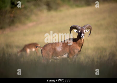 Mufflons auf Wiese Stockfoto