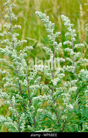 Beifuß (Artemisia vulgaris), Nahaufnahme mehrere blühende Spikes und Detail der Blätter. Stockfoto