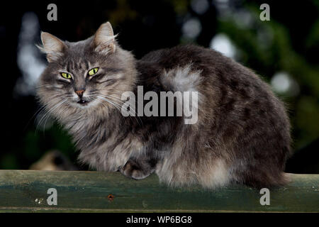 Profil Bild eines energetischen grüne Augen tabby Katze mit außergewöhnlichen Fell, stehend auf grünem Holz und Blick in die Kamera. Stockfoto