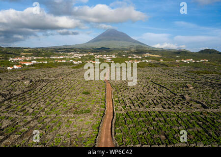 Luftbild mit typischen Weinberg Kultur (Weinbau) Landschaft der Insel Pico bei Criação Velha und Candelária, Madalena. Mit den Dörfern von C Stockfoto