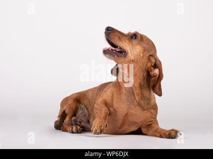 Rasse Hund teckel sitzen auf dem Boden und sah auf einem weißen Hintergrund. Stockfoto