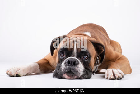 Boxer Hund liegend mit dem Kopf auf dem Boden auf einem weißen Hintergrund. Stockfoto