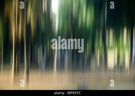 Blurry glatte Bäume im Wald, Landschaft, traumhafte Detail Stockfoto