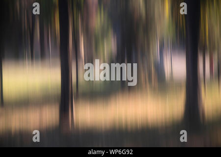 Blurry glatte Bäume im Wald, Landschaft, traumhafte Detail Stockfoto