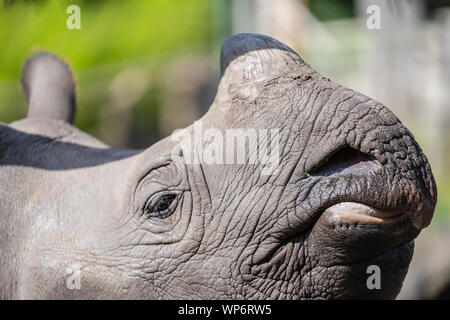 Das grössere - gehörnten Nashörnern, indische Nashorn ist das größte der rhino Arten Stockfoto