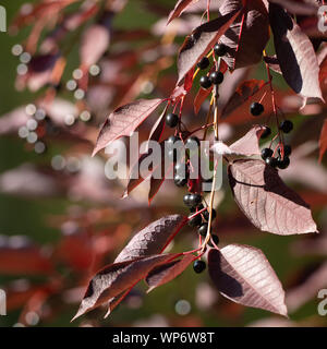 Beeren auf einem chokecherry Baum Stockfoto