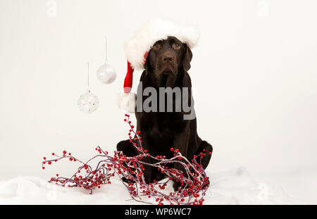 Xmas chocolate Labrador Hund stellt in einem Santa hat für Weihnachten Karte Stockfoto