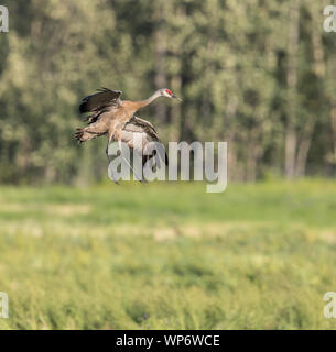 Weniger Sandhill Crane Fliegen in Alaska Stockfoto