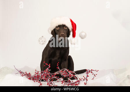 Xmas chocolate Labrador Hund stellt in einem Santa hat für Weihnachten Karte Stockfoto