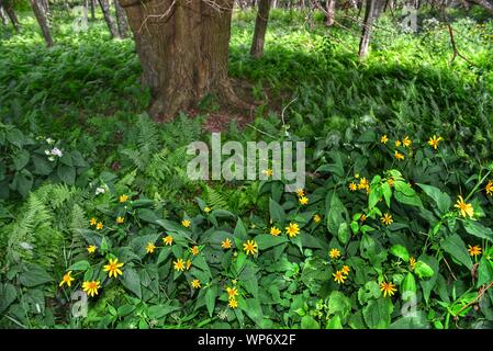 Waldboden in Shenandoah National Park, Virginia, USA, bedeckt mit blühenden gelben Wildblumen und üppigen grünen Farne Stockfoto