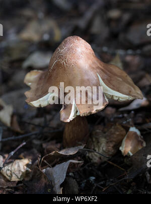 Braun Pilz in Alaska Stockfoto