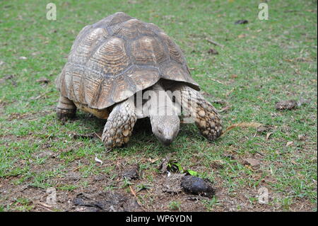 Schildkröte im Garten des Museums Stockfoto