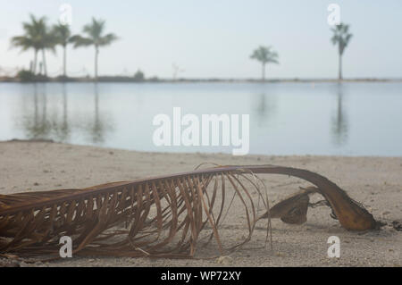 Morgen Ansicht von Atoll pool (eine künstliche Lagune) in der Matheson Hängematte County Park in Miami, Florida, USA Stockfoto