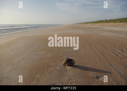 Beach Szene in der canaveral Meer Nationalpark, SSE in Richtung Port Canaveral. Florida, USA Stockfoto