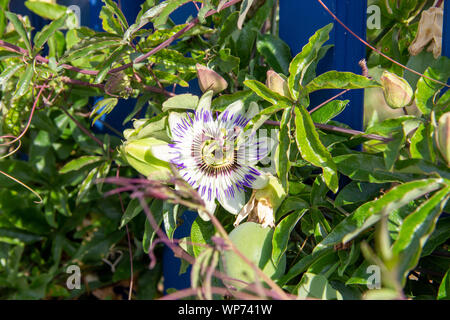 Die blaue Passionsblume Passiflora caerulea ist eine Pflanzenart aus der artenreichen Gattung der Passionsblumen Passiflora Stockfoto