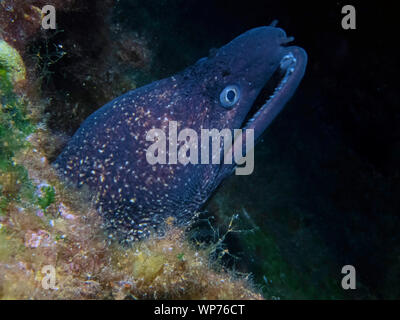 Eine mediterrane Moray (muraena Helena) Stockfoto