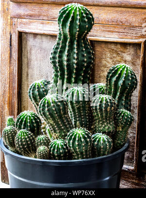 Die großen und kleinen Kaktus thorn Nahaufnahme Makro Fotografie für Hintergrund Stockfoto