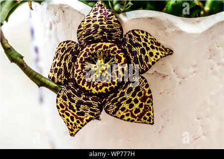 Stapelia cactus Nahaufnahme Makro Fotografie für Hintergrund. Exotische Blumen. Stockfoto