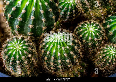 Die großen und kleinen Kaktus thorn Nahaufnahme Makro Fotografie für Hintergrund Stockfoto