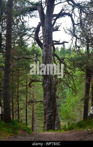 Caledonian Kiefernwälder bedecken den Boden der Lairig Ghru Tal in der zentralen Cairngorms, Schottland Stockfoto