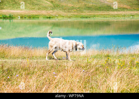 Schäferhund gehen um Vrazje See im Nationalpark Durmitor, Montenegro, Europa Stockfoto