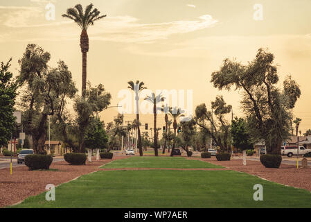 Analoge Fotografie der getrimmten Zweige eines Baumes in Sun City, Arizona. Stockfoto