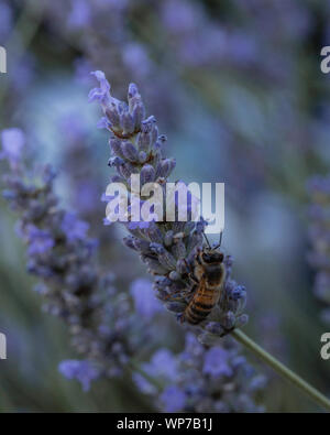 Bumblebee closeup erschossen. Makro Fotografie, Sommer vibes Stockfoto
