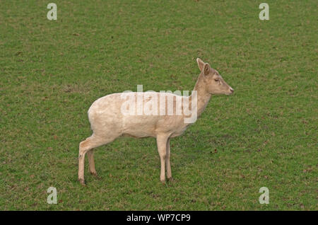 Damwild Cervus Dama Captive Stockfoto