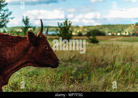 Eine junge Braune Stier genießen Sie den Sonnenschein in der Wilden Stockfoto